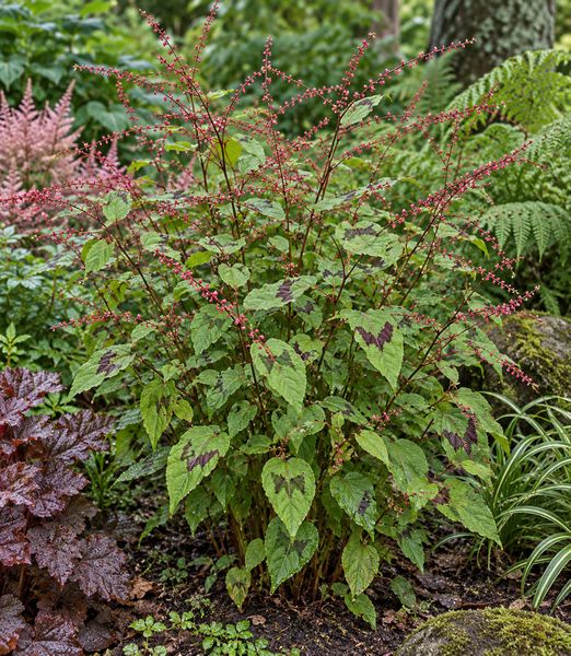 Persicaria filiformis ‘Lance Corporal’
